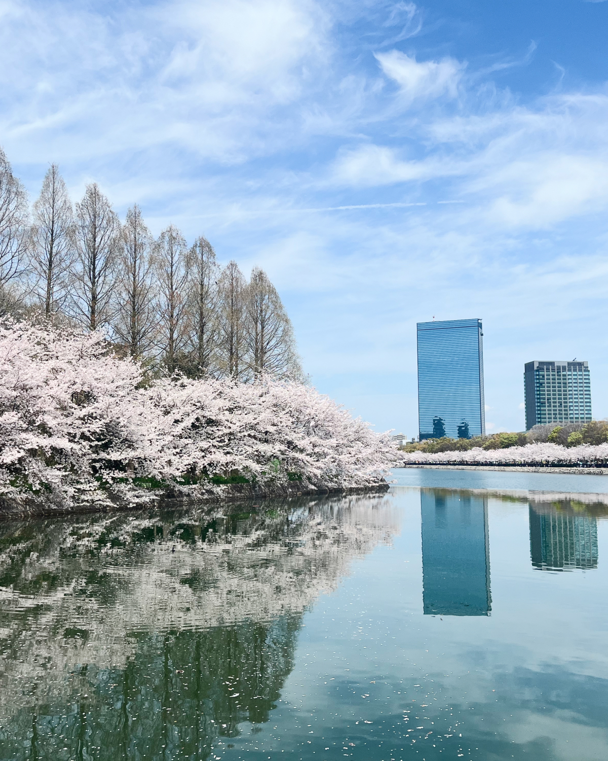 桜と川